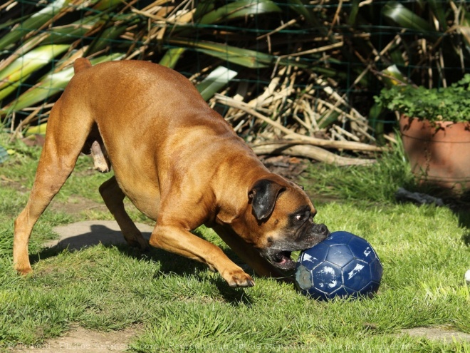 Photo de Boxer