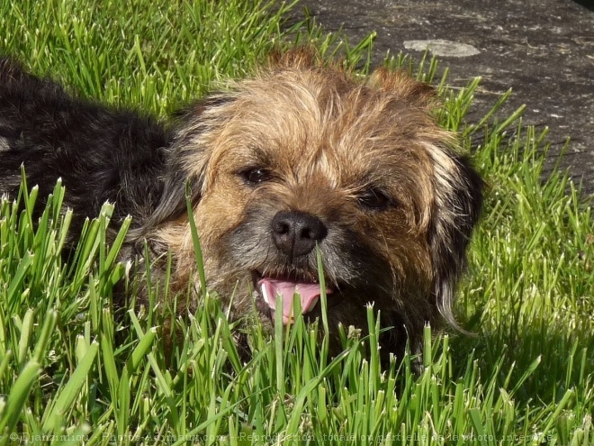 Photo de Border terrier