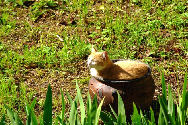 Photo de Chat domestique