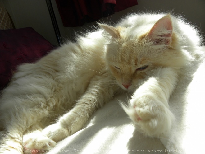 Photo de Ragdoll