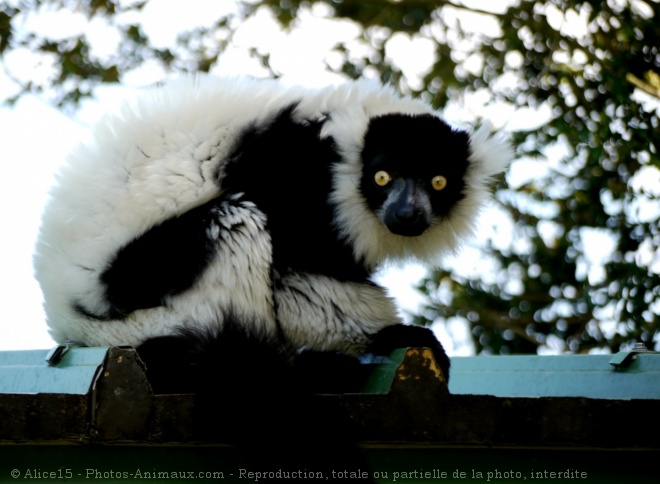 Photo de Lmurien - maki vari noir et blanc