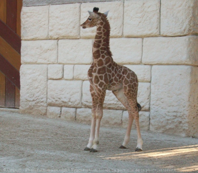 Photo de Girafe