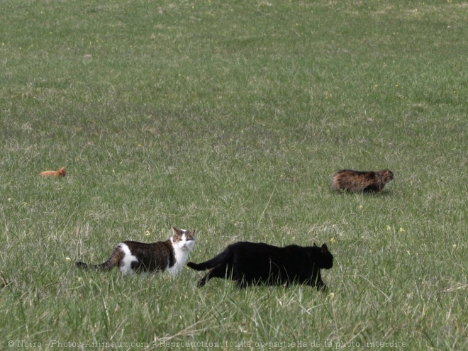 Photo de Races diffrentes