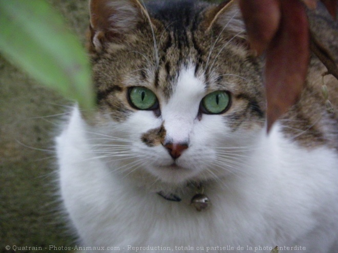 Photo de Chat domestique