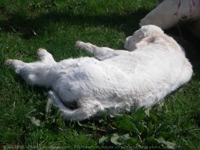 Photo de Veau