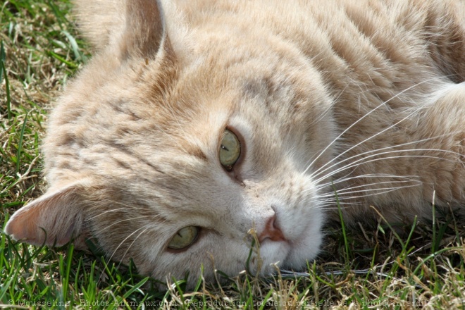 Photo de Chat domestique