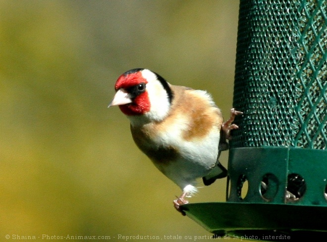 Photo de Chardonnet