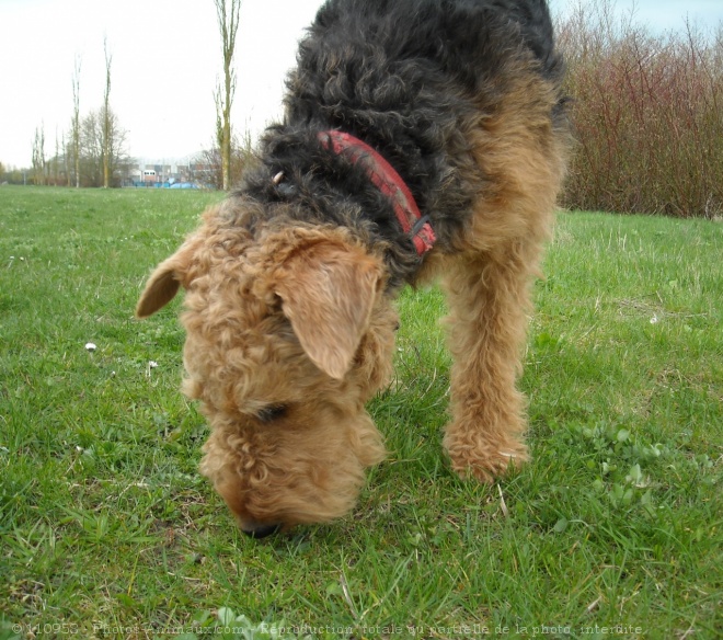 Photo d'Airedale terrier