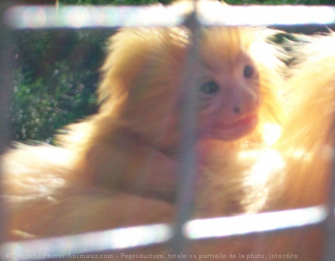 Photo de Singe - tamarin lion dor