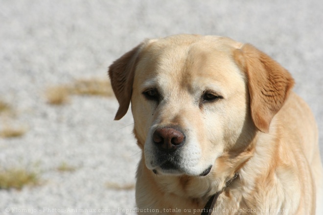 Photo de Labrador retriever