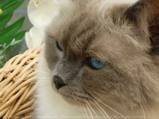 Photo de Ragdoll