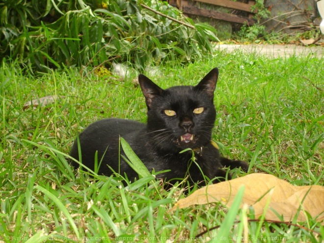 Photo de Chat domestique