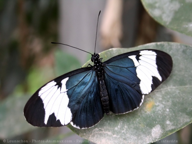 Photo de Papillon