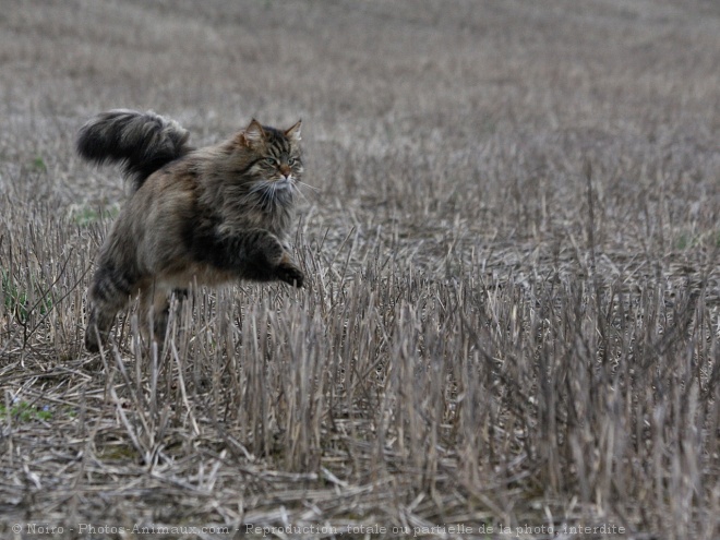 Photo de Siberien