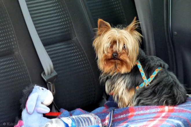 Photo de Yorkshire terrier