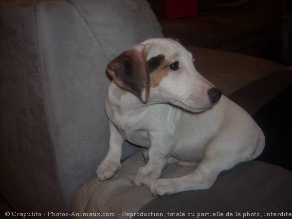 Photo de Jack russell terrier