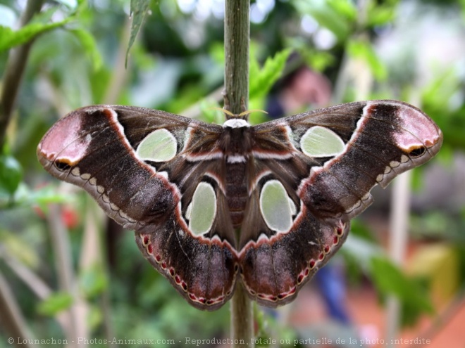 Photo de Papillon