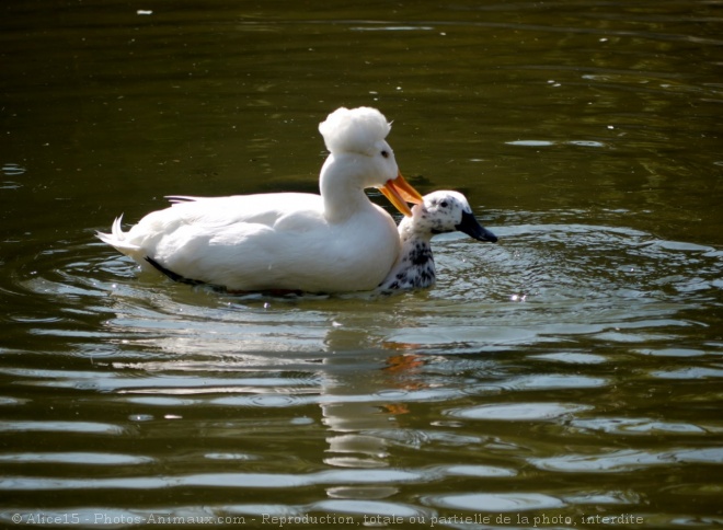 Photo de Canard