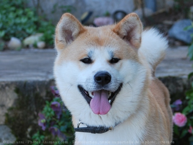 Photo d'Akita inu