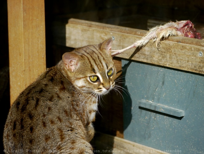 Photo de Chat rubigineux