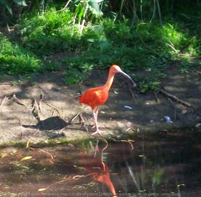 Photo d'Ibis rouge