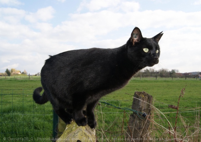 Photo de Chat domestique