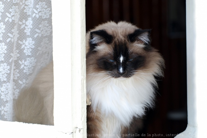 Photo de Ragdoll