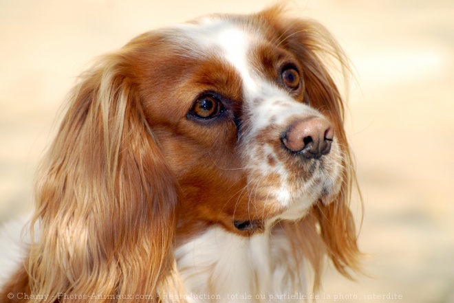 Photo de Cavalier king charles spaniel