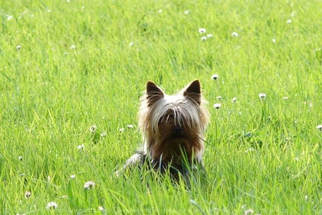 Photo de Yorkshire terrier