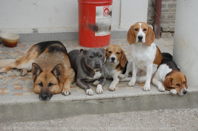 Photo de Berger allemand  poil court