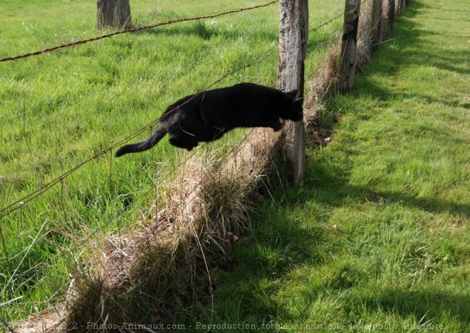 Photo de Chat domestique