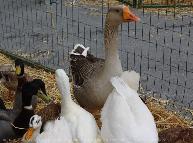 Photo de Races diffrentes