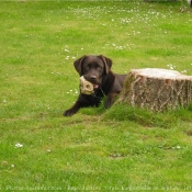 Photo de Labrador retriever