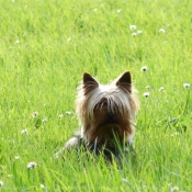 Photo de Yorkshire terrier