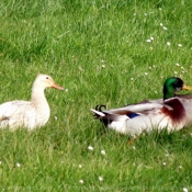 Photo de Canard