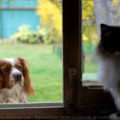 Photo de Cavalier king charles spaniel