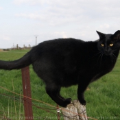 Photo de Chat domestique