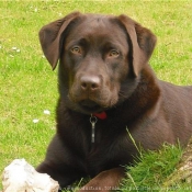 Photo de Labrador retriever