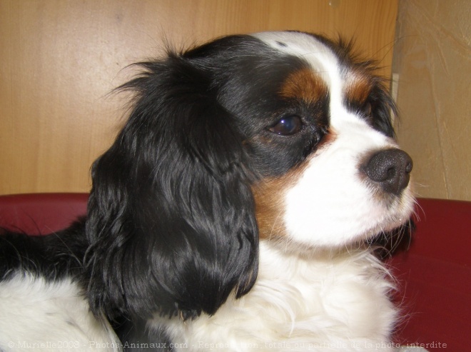 Photo de Cavalier king charles spaniel