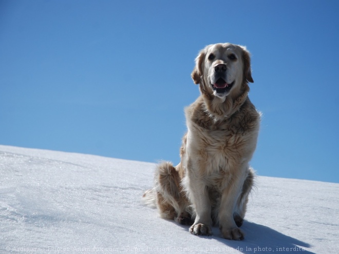 Photo de Golden retriever