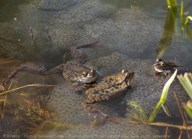 Photo de Grenouille