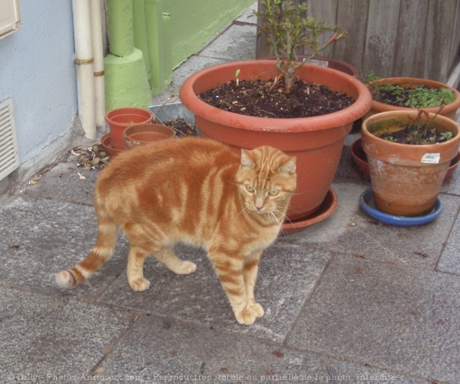 Photo de Chat domestique