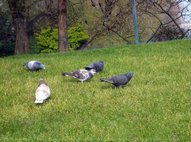 Photo de Pigeon