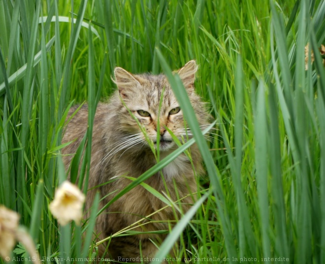 Photo de Chat domestique