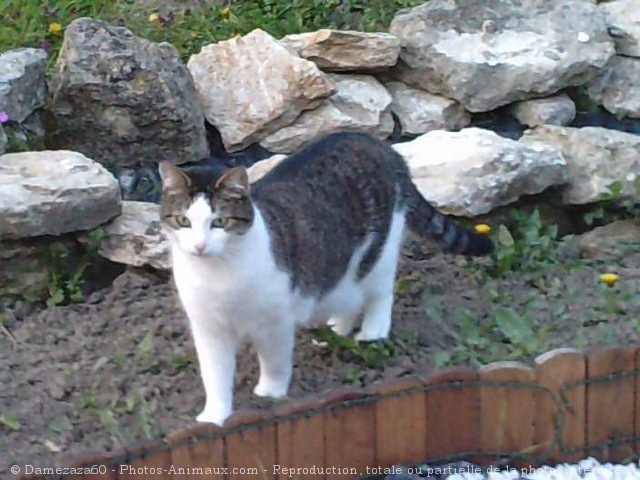 Photo de Chat domestique