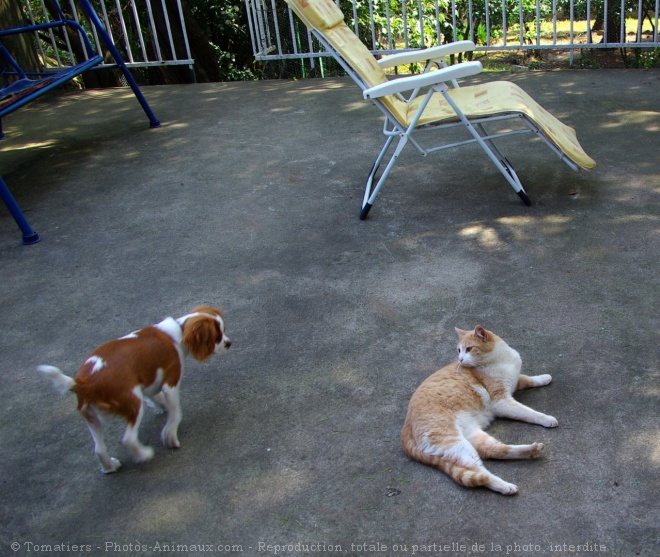 Photo de Cavalier king charles spaniel