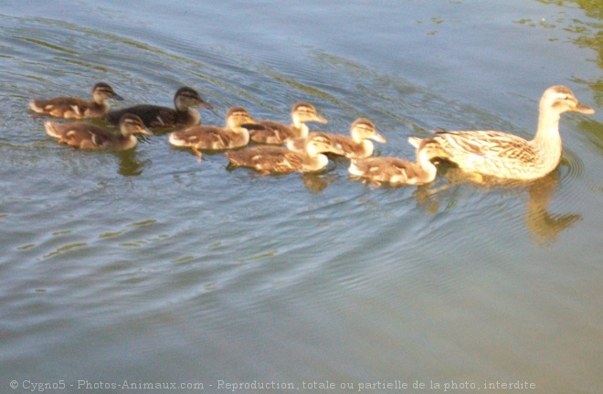 Photo de Canard