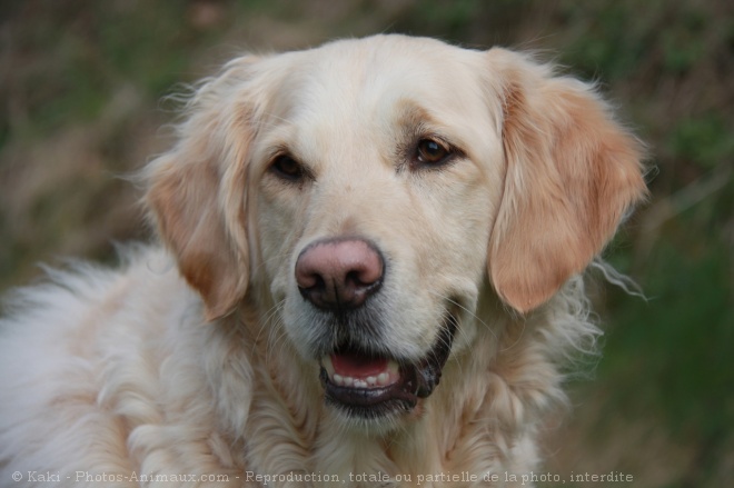 Photo de Golden retriever