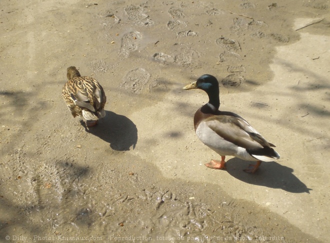 Photo de Canard colvert