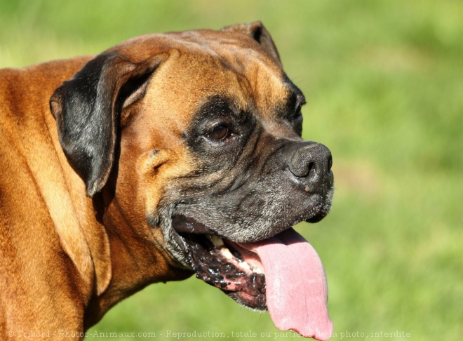 Photo de Boxer